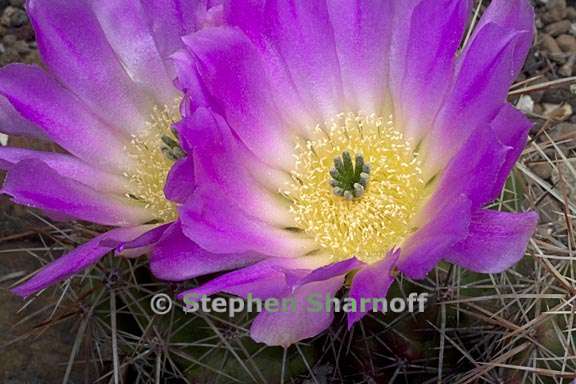 echinocereus sp graphic